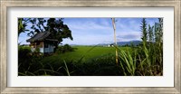 Framed Rice paddies in a field, Saga Prefecture, Kyushu, Japan