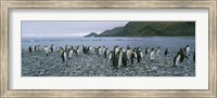 Framed Colony of King Penguins, South Georgia Island, Antarctica