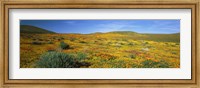 Framed View Of Blossoms In A Poppy Reserve, Antelope Valley, Mojave Desert, California, USA