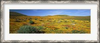 Framed View Of Blossoms In A Poppy Reserve, Antelope Valley, Mojave Desert, California, USA