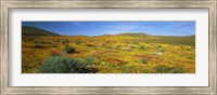Framed View Of Blossoms In A Poppy Reserve, Antelope Valley, Mojave Desert, California, USA