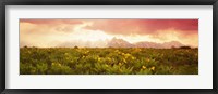 Framed Wild flowers, Grand Teton Park, Wyoming