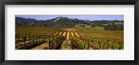 Framed Vineyard, Geyserville, California