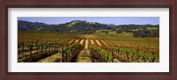Framed Vineyard, Geyserville, California