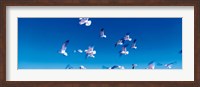 Framed Birds in flight Flagler Beach FL USA