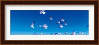Framed Birds in flight Flagler Beach FL USA