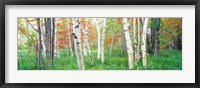 Framed Birch trees in a forest, Acadia National Park, Maine