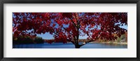 Framed Close-up of a tree, Walden Pond, Concord, Massachusetts, USA