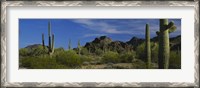 Framed Cactus plant on a landscape, Sonoran Desert, Organ Pipe Cactus National Monument, Arizona, USA