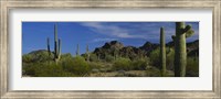 Framed Cactus plant on a landscape, Sonoran Desert, Organ Pipe Cactus National Monument, Arizona, USA