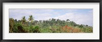 Framed Plant growth in a forest, Manual Antonia National Park, Quepos, Costa Rica