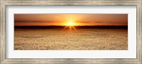 Framed Rice Field, Sacramento Valley, California, USA