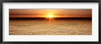 Framed Rice Field, Sacramento Valley, California, USA