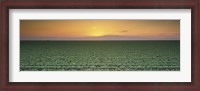 Framed High angle view of a lettuce field at sunset, Fresno, San Joaquin Valley, California, USA