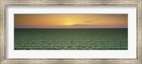 Framed High angle view of a lettuce field at sunset, Fresno, San Joaquin Valley, California, USA