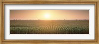 Framed View Of The Corn Field During Sunrise, Sacramento County, California, USA