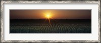 Framed Sunrise, Crops, Farm, Sacramento, California, USA