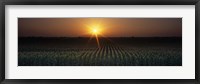 Framed Sunrise, Crops, Farm, Sacramento, California, USA