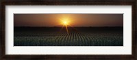 Framed Sunrise, Crops, Farm, Sacramento, California, USA