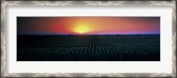 Framed Corn field at sunrise Sacramento Co CA USA