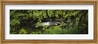 Framed High angle view of a lake in the forest, Willaby Creek, Olympic National Forest, Washington State, USA