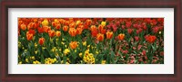 Framed Tulips in a field, St. James's Park, City Of Westminster, London, England