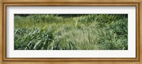 Framed Grass on a marshland, England