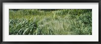 Framed Grass on a marshland, England