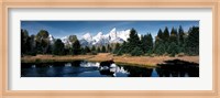 Framed Moose & Beaver Pond Grand Teton National Park WY USA