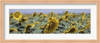 Framed USA, California, Central Valley, Field of sunflowers