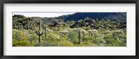 Framed Saguaro cactus (Carnegiea gigantea) in a field, Sonoran Desert, Arizona, USA