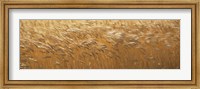 Framed Spring Wheat