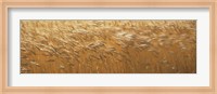 Framed Spring Wheat