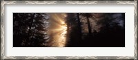 Framed God Rays, Redwoods National Park, CA