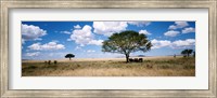 Framed Elephants, Kenya, Africa
