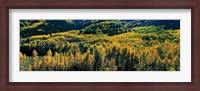 Framed Autumn Aspens, Colorado, USA