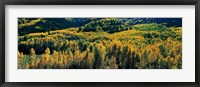 Framed Autumn Aspens, Colorado, USA