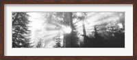 Framed Road, Redwoods Park, California, USA