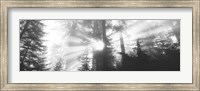 Framed Road, Redwoods Park, California, USA