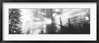 Framed Road, Redwoods Park, California, USA