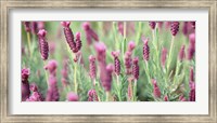 Framed High angle view of Italian Lavender