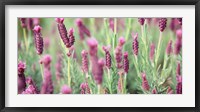 Framed High angle view of Italian Lavender