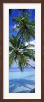 Framed Maldives Palm Trees