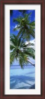 Framed Maldives Palm Trees