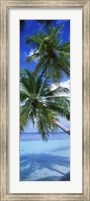 Framed Maldives Palm Trees