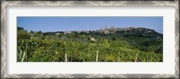 Framed Low Angle View Of A Vineyard, San Gimignano, Tuscany, Italy
