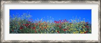 Framed Poppy field Tableland N Germany