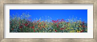 Framed Poppy field Tableland N Germany