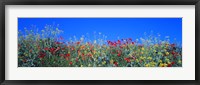 Framed Poppy field Tableland N Germany