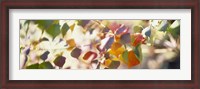 Framed Chinese Tallow Leaves